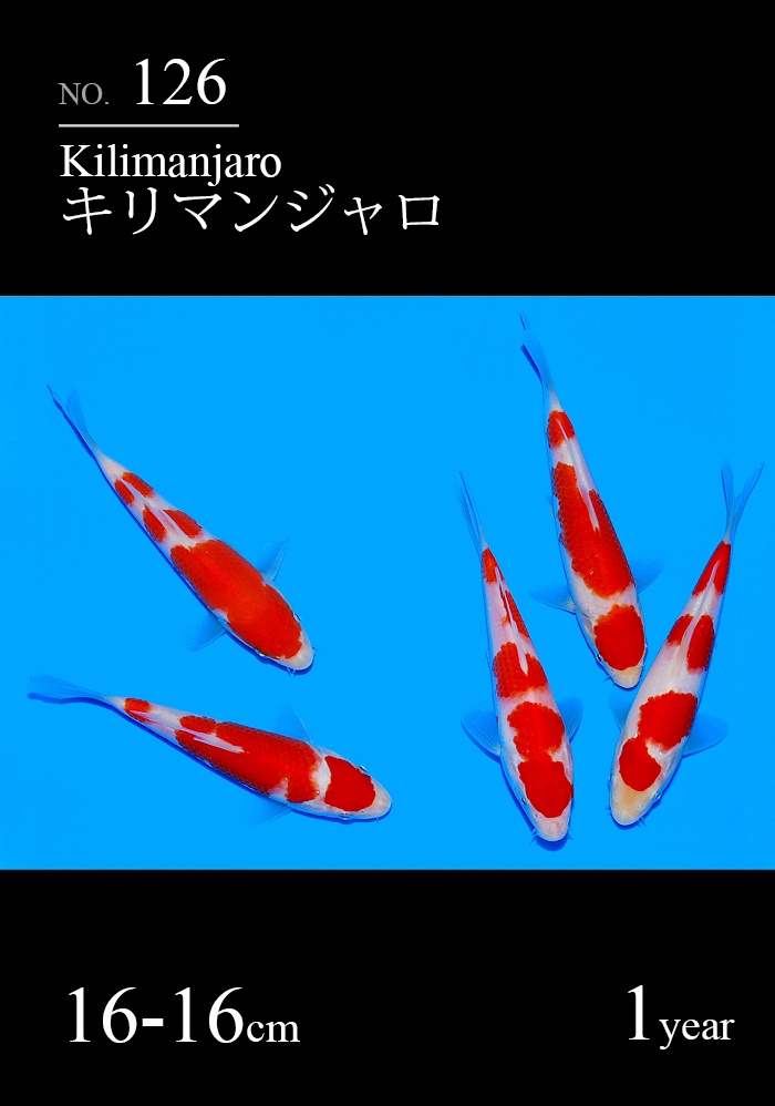 キリマンジャロ