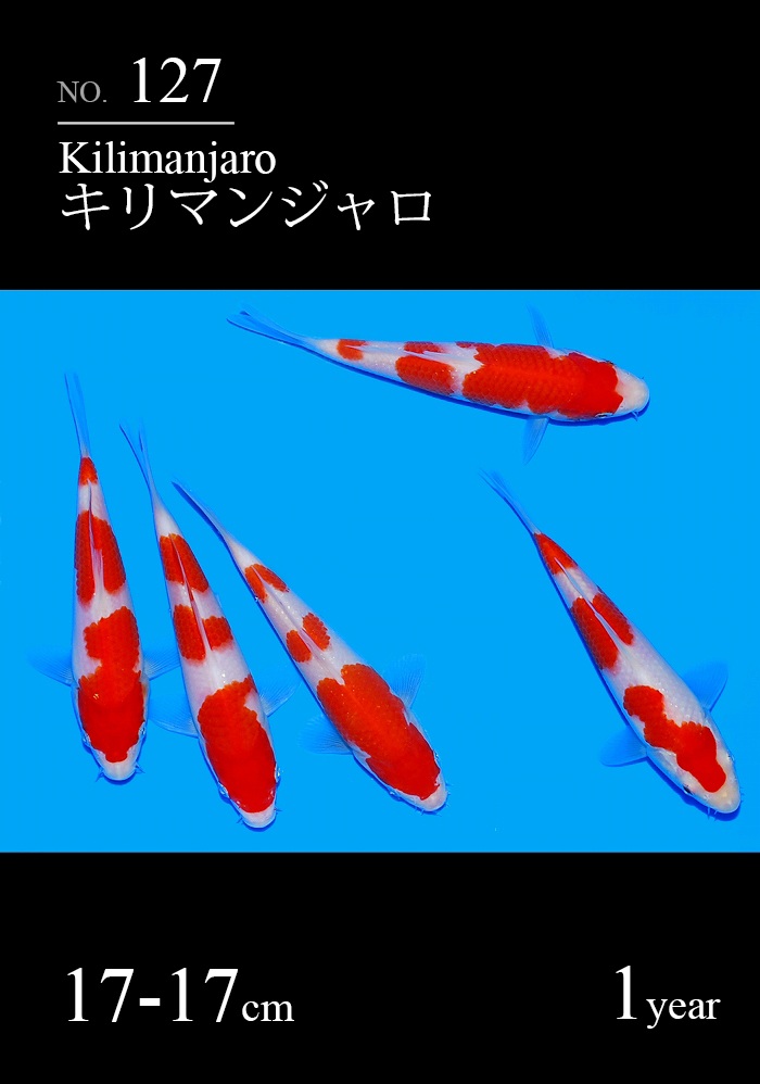 キリマンジャロ