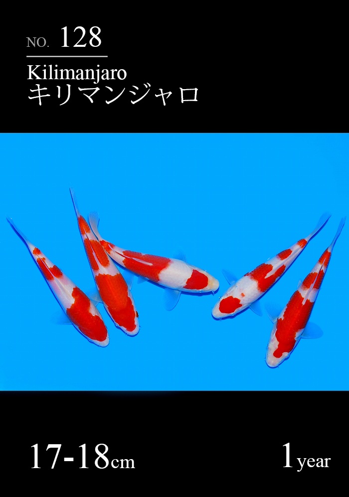 キリマンジャロ