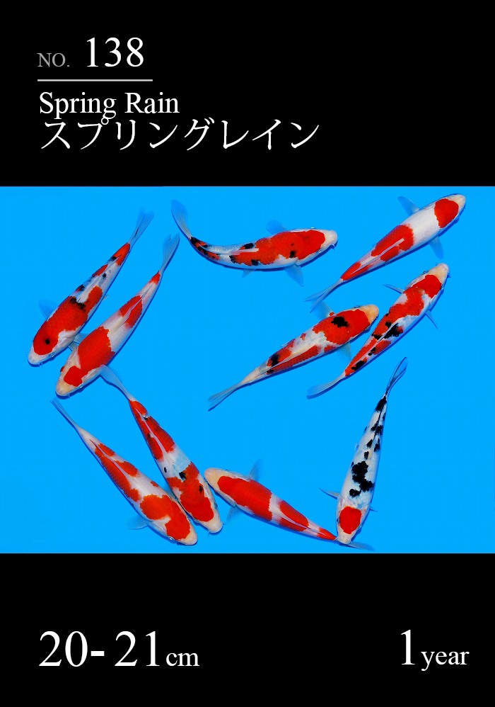 スプリングレイン