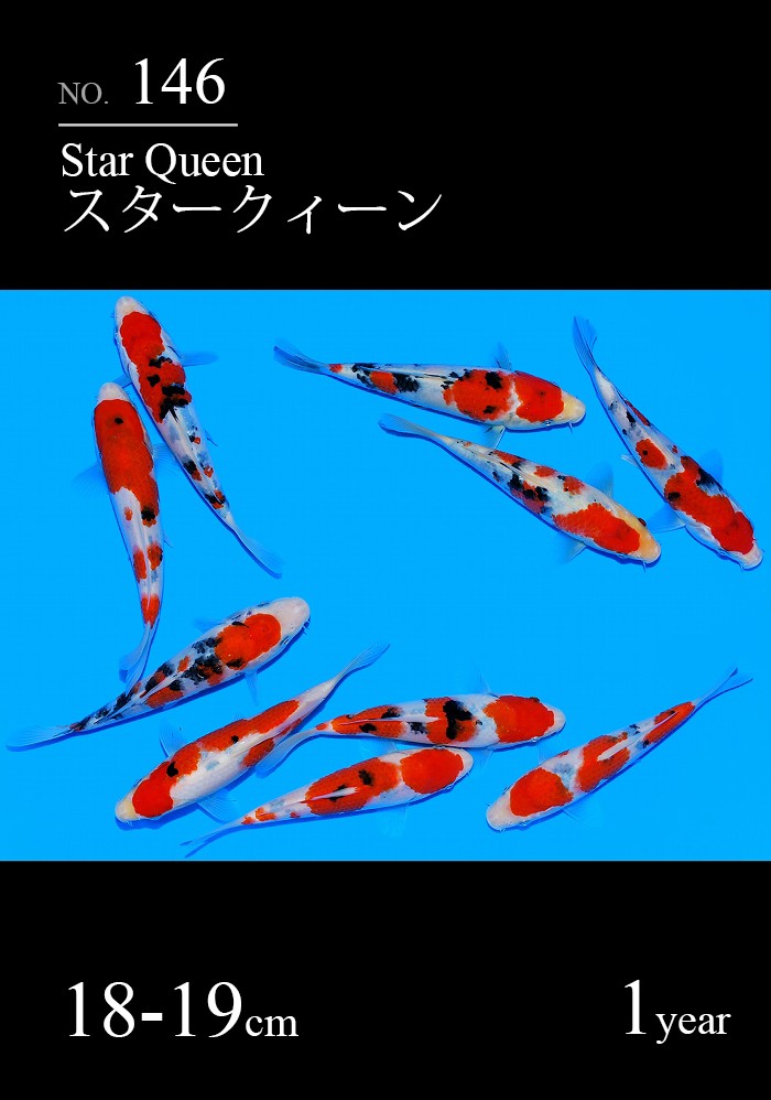 スタークィーン