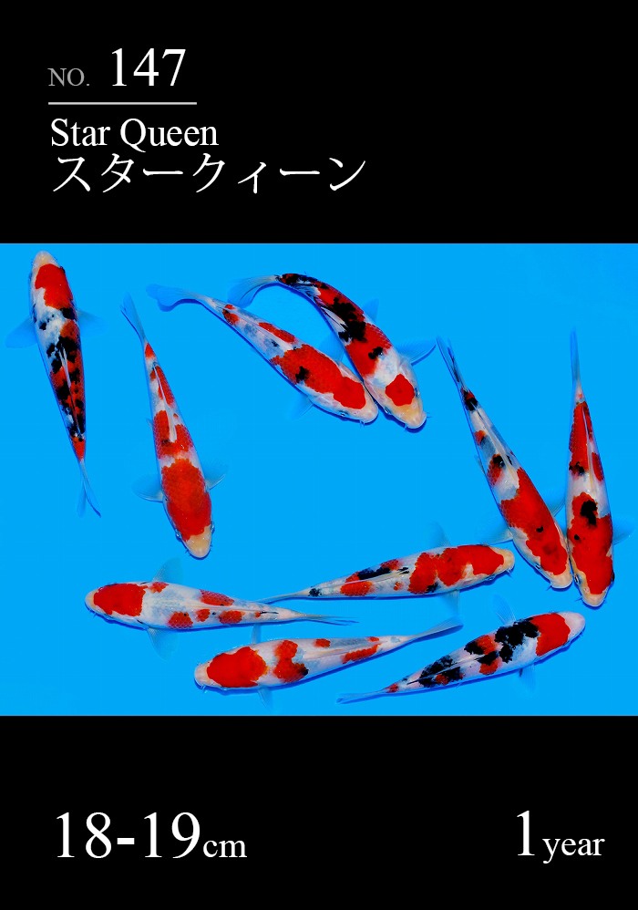 スタークィーン