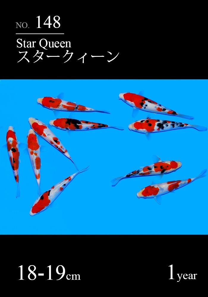 スタークィーン