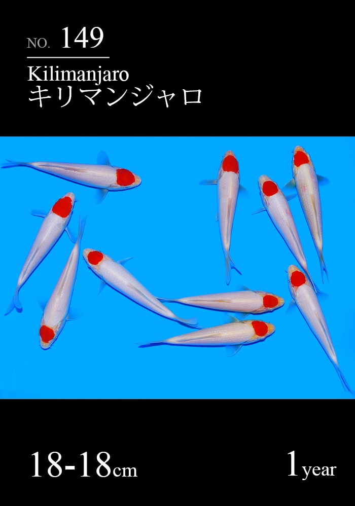 キリマンジャロ