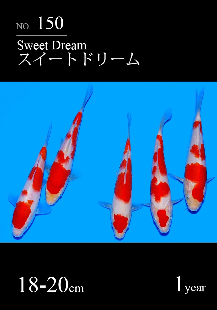 スイートドリーム