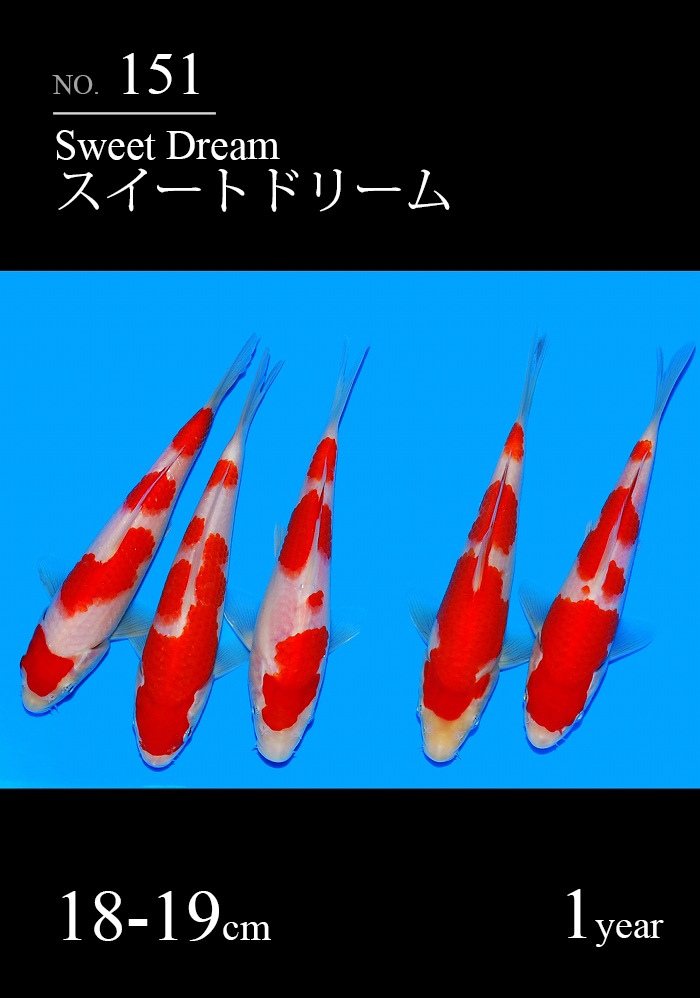 スイートドリーム