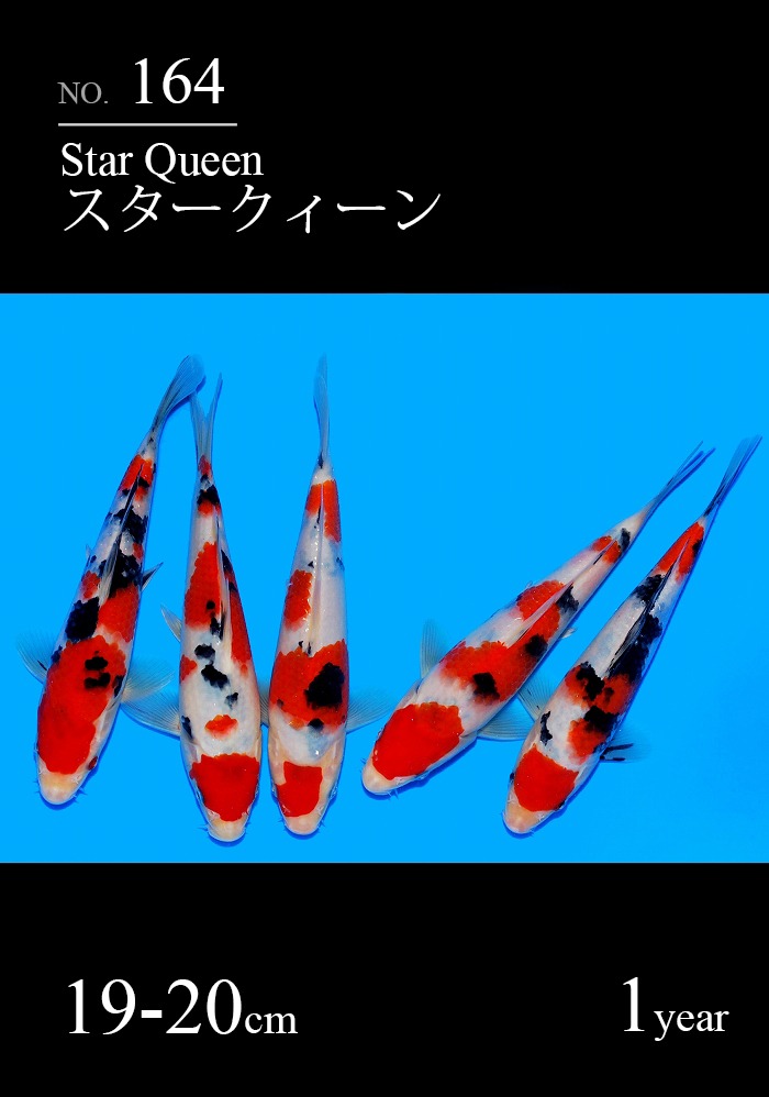 スタークィーン