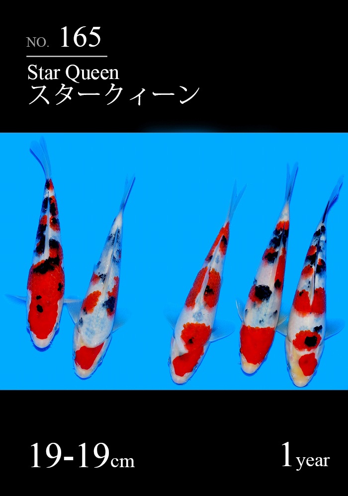 スタークィーン