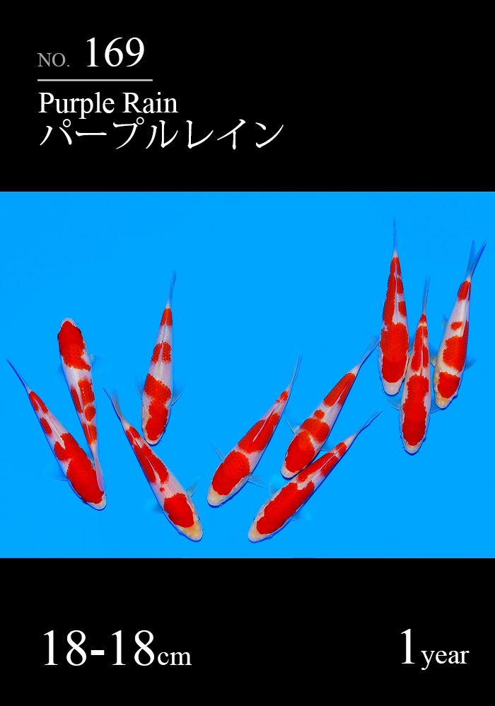 パープルレイン