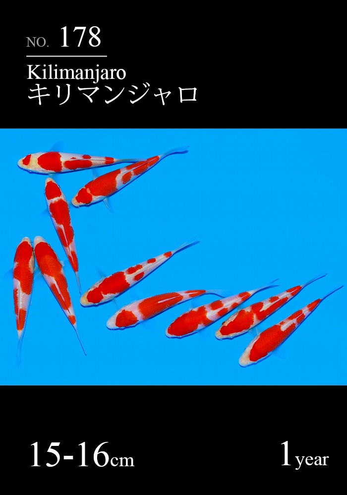 キリマンジャロ