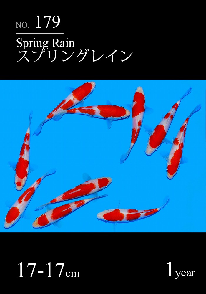 スプリングレイン