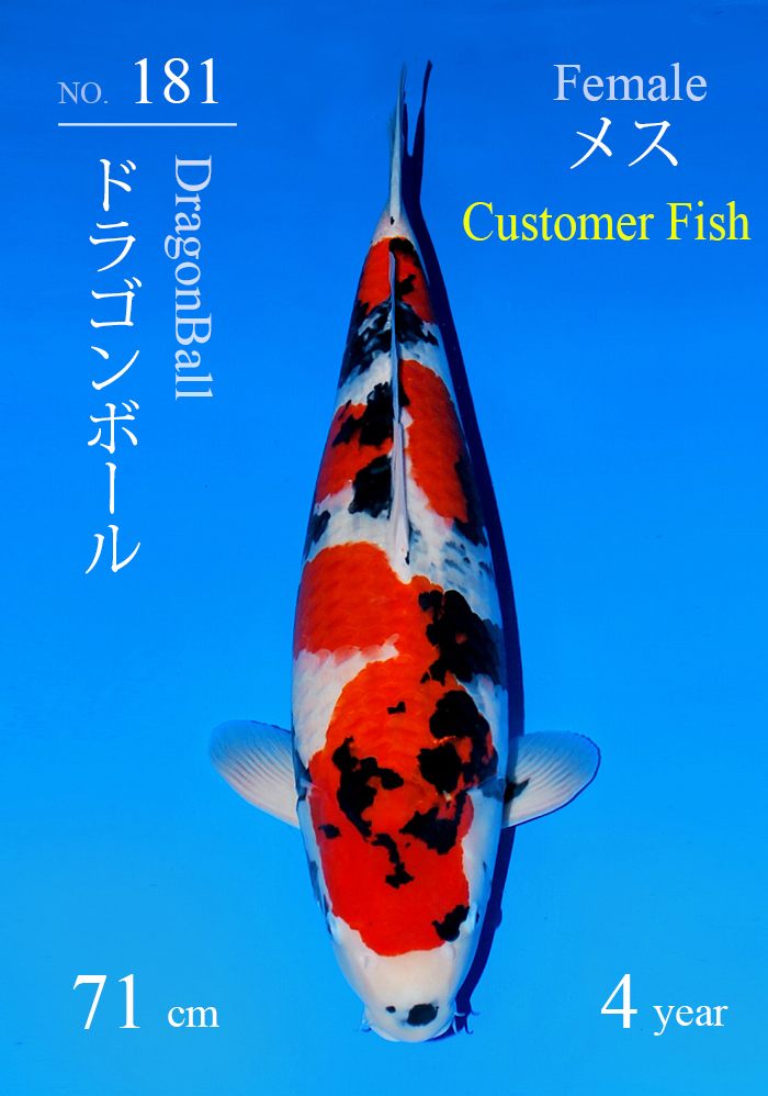 ドラゴンボール