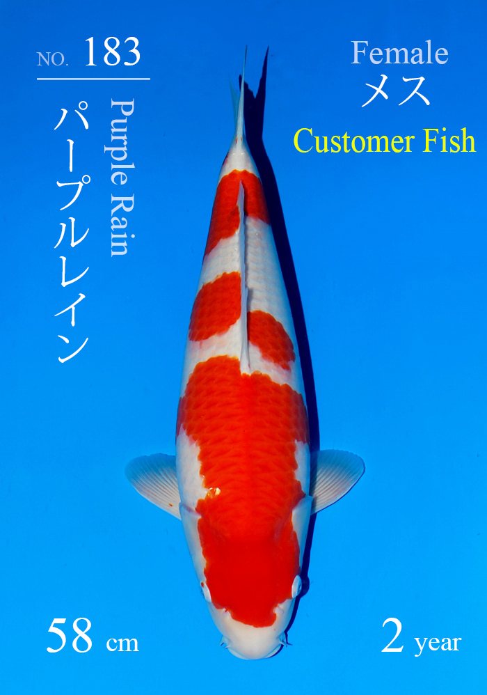 パープルレイン