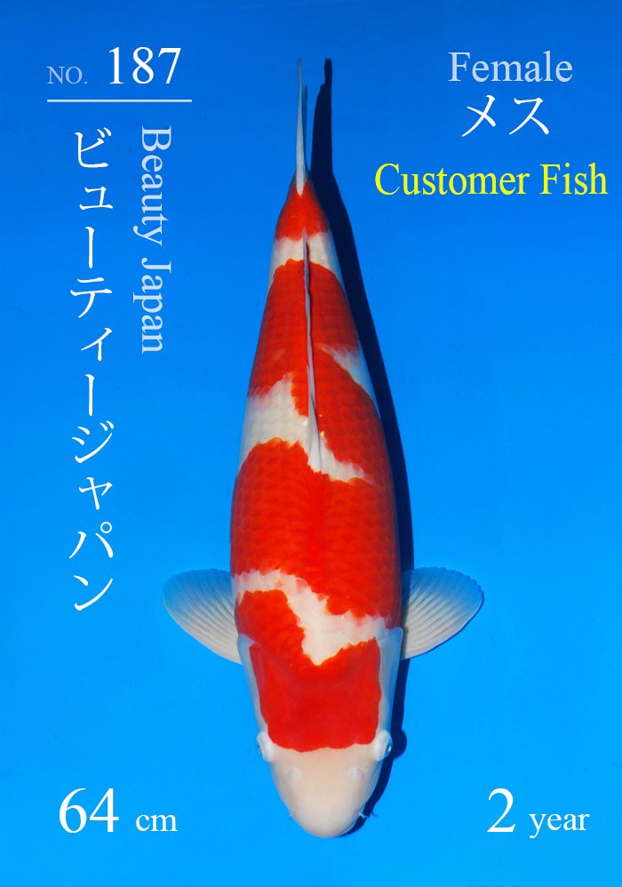 ビューティージャパン