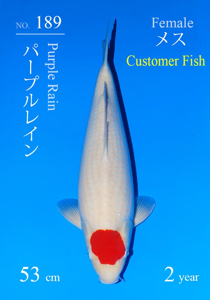 パープルレイン