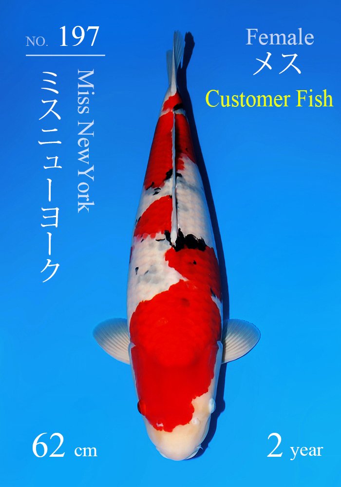 ミスニューヨーク