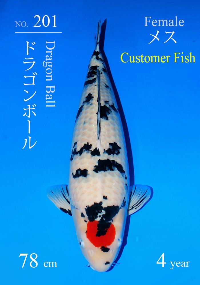 ドラゴンボール