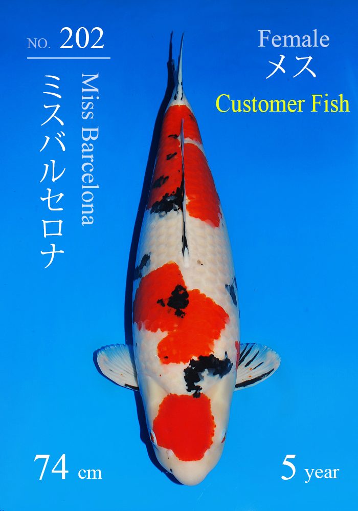 ミスバルセロナ