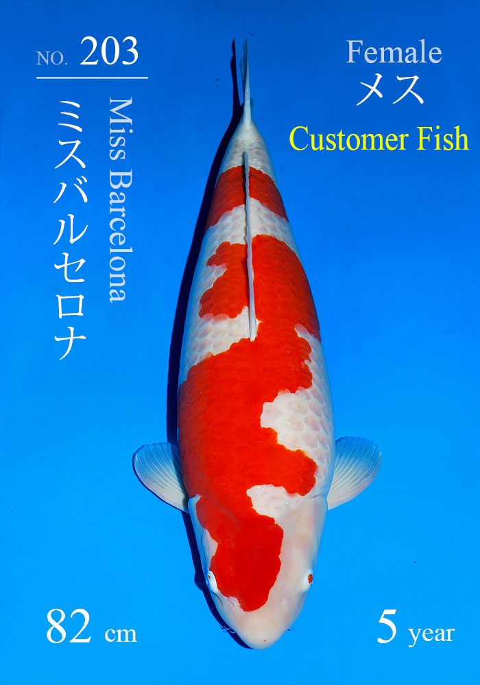 ミスバルセロナ