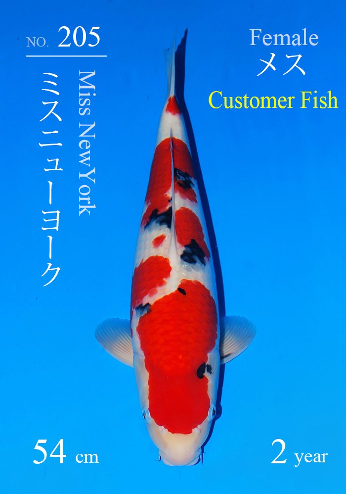 ミスニューヨーク