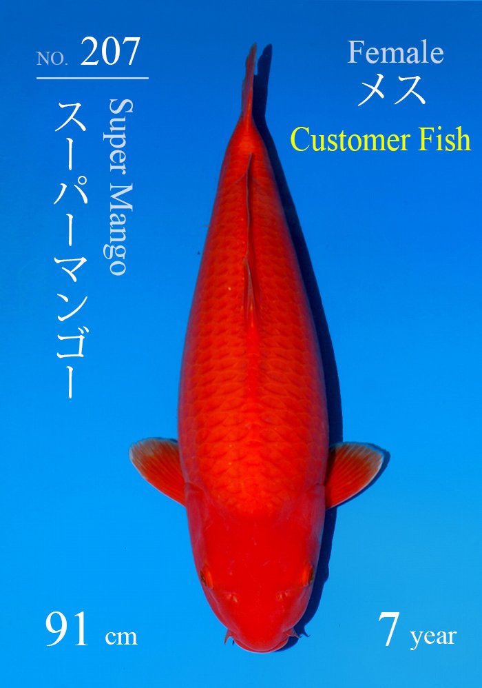 スーパーマンゴー