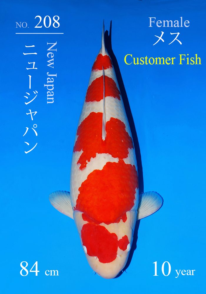 ニュージャパン