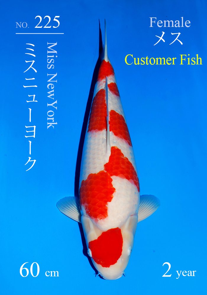 ミスニューヨーク