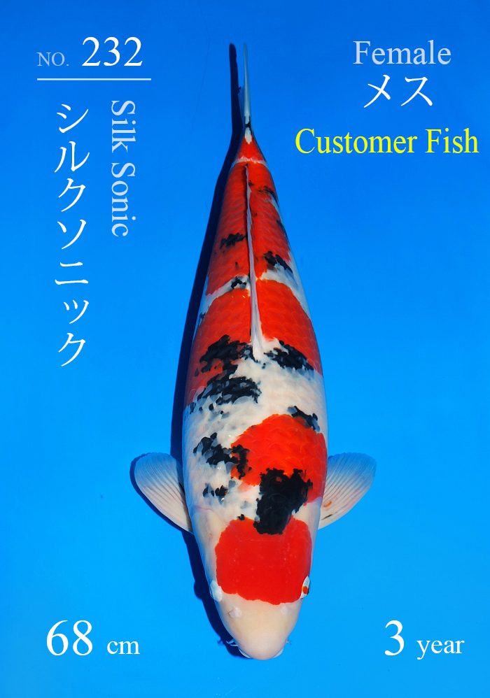 シルクソニック