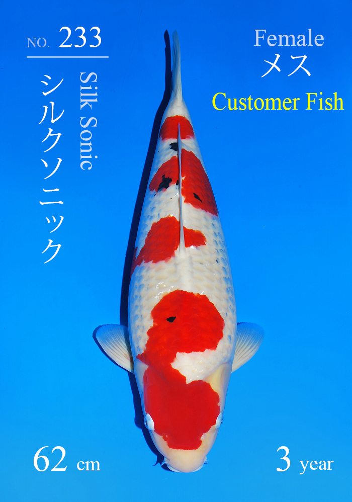 シルクソニック