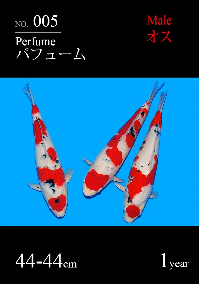 パフューム