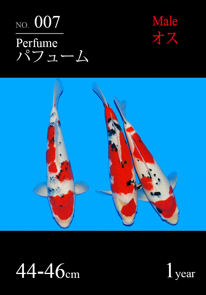 パフューム