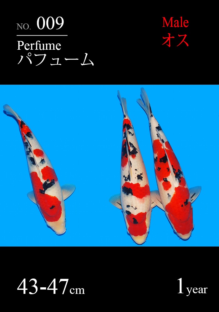パフューム
