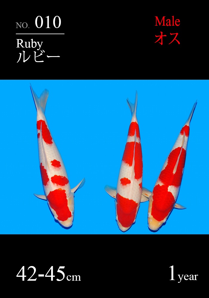 ルビー