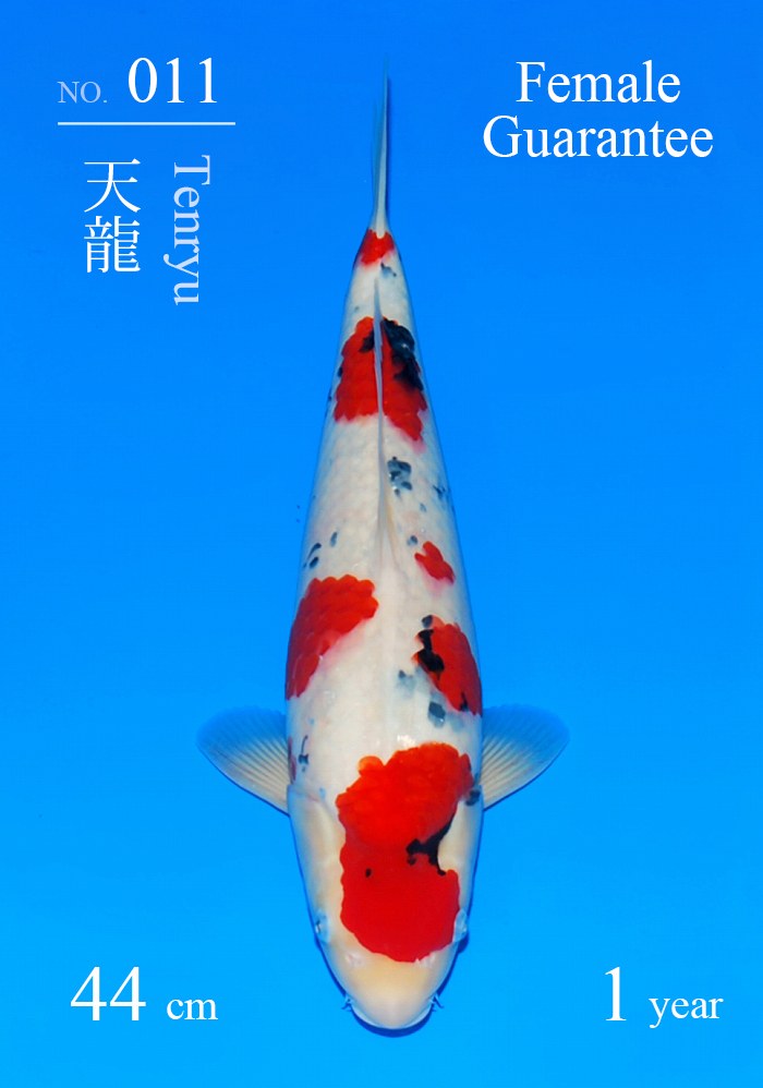 天龍