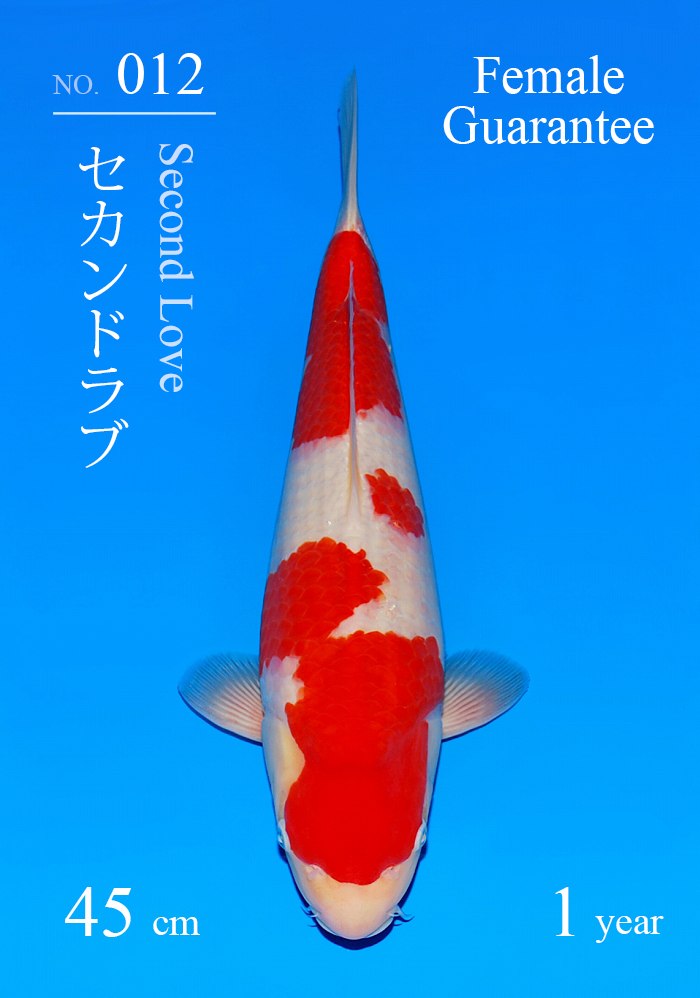 セカンドラブ