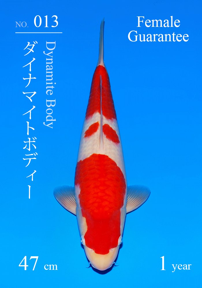 ダイナマイトボディー