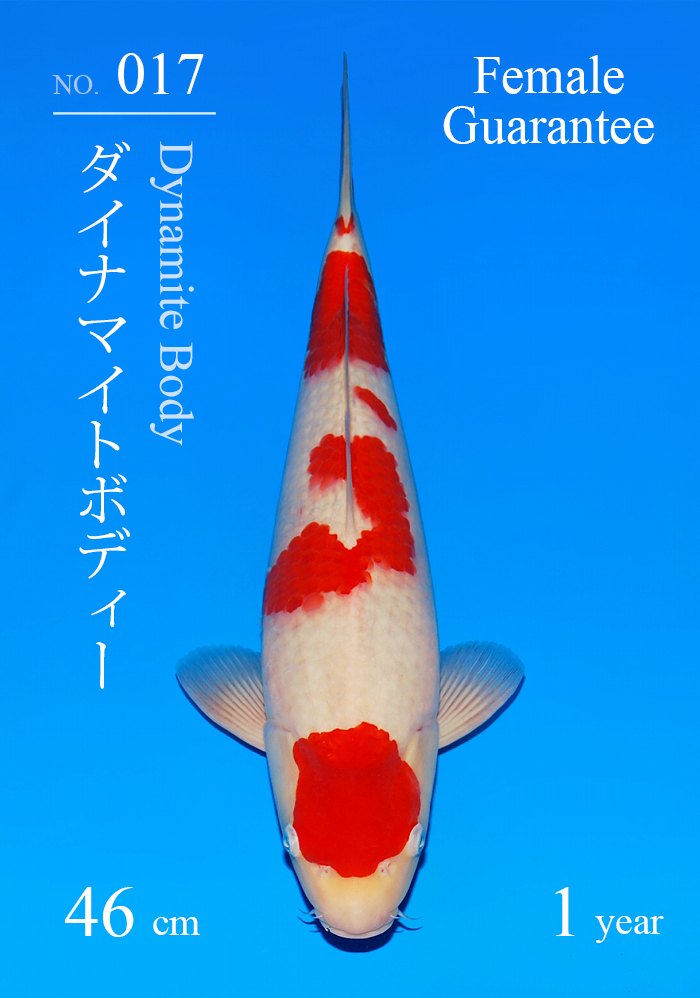 ダイナマイトボディー