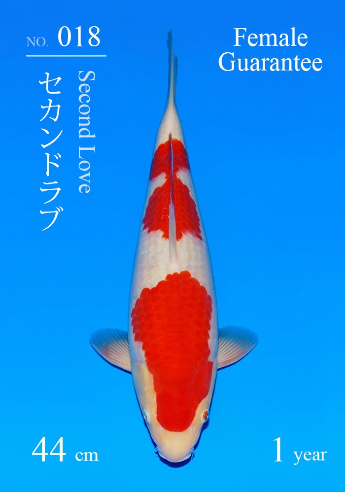 セカンドラブ