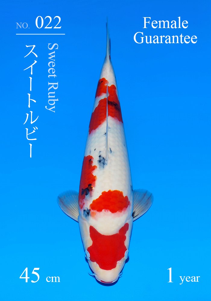 スイートルビー