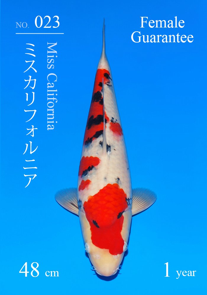 ミスカリフォルニア