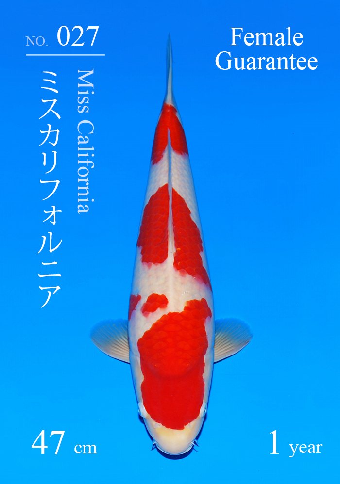 ミスカリフォルニア