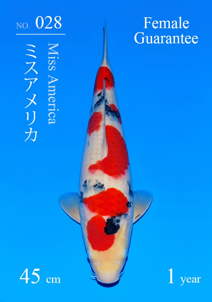 ミスアメリカ