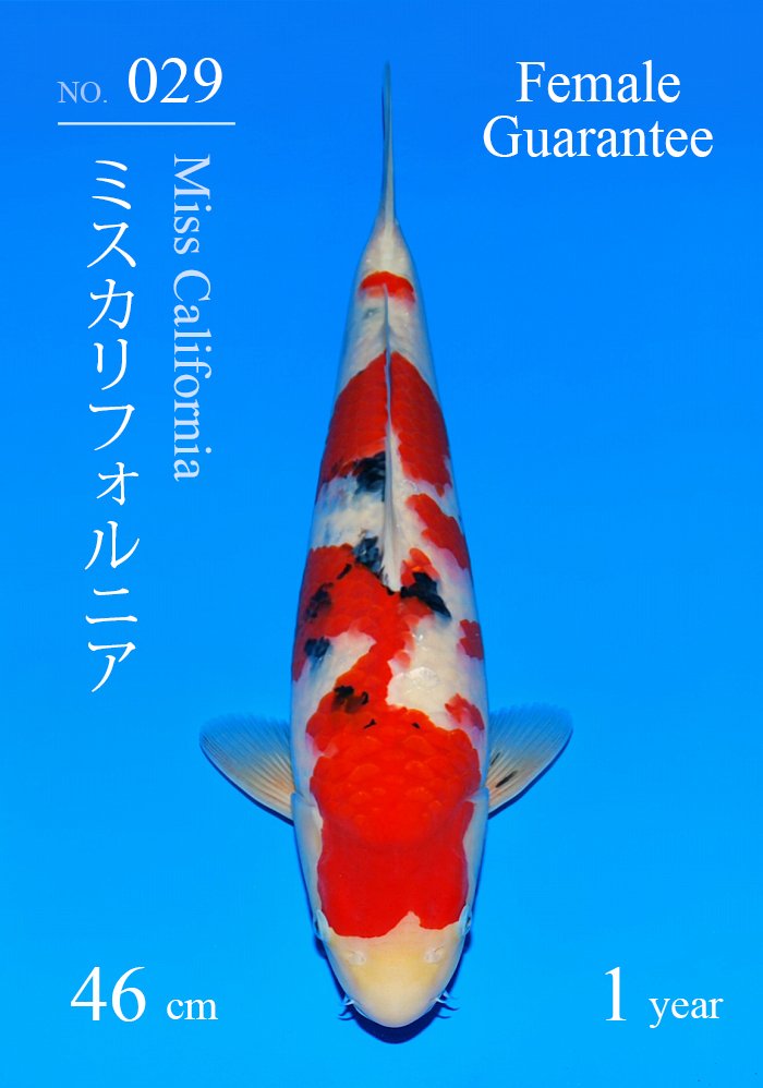 ミスカリフォルニア