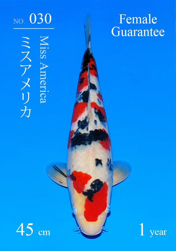 ミスアメリカ