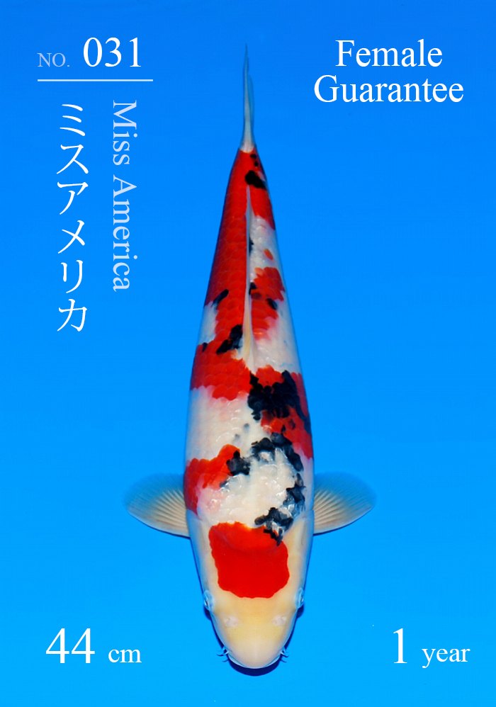 ミスアメリカ