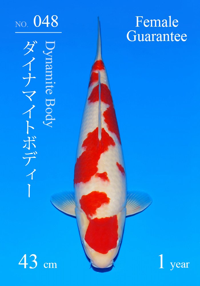 ダイナマイトボディー