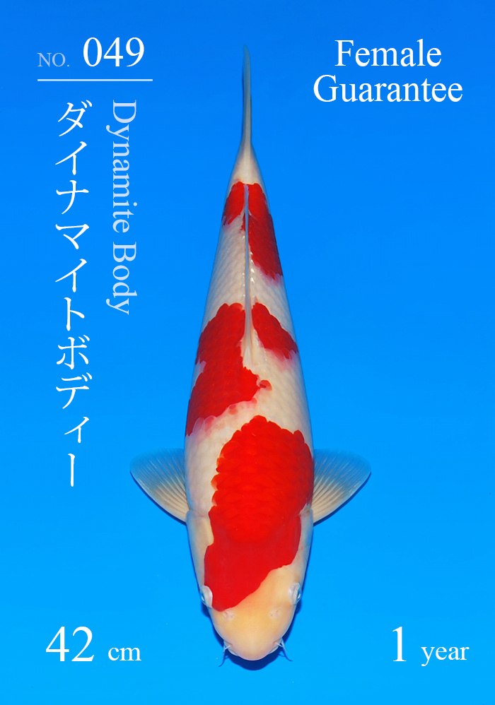 ダイナマイトボディー