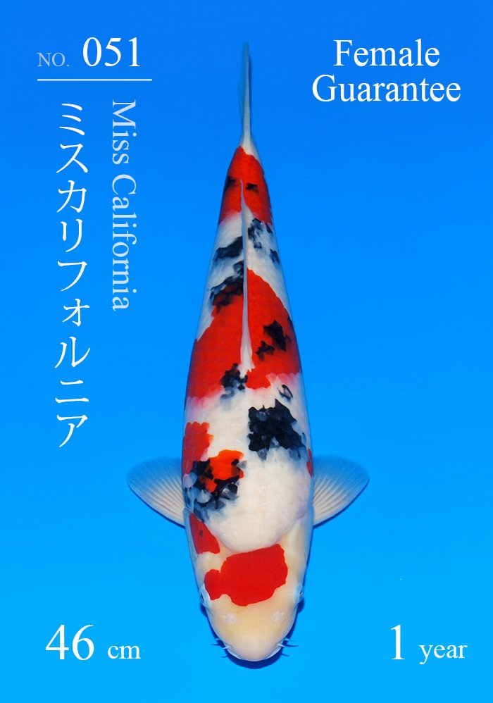 ミスカリフォルニア