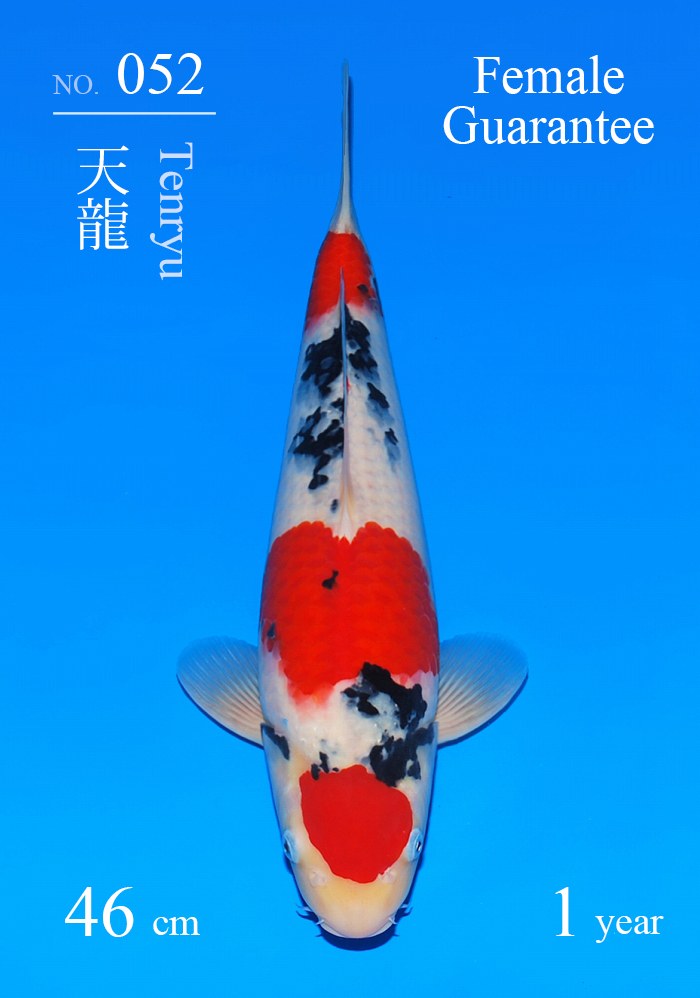 天龍