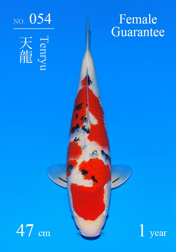 天龍